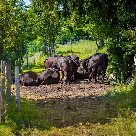 Daarhof * וואגריין