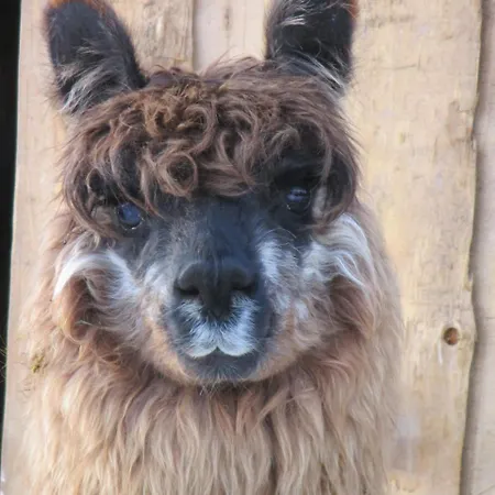 Apartment Daarhof Wagrain