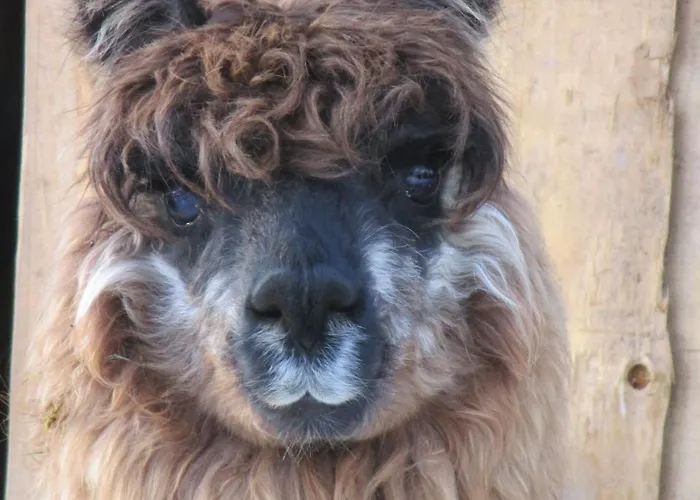 Appartamento Daarhof Wagrain